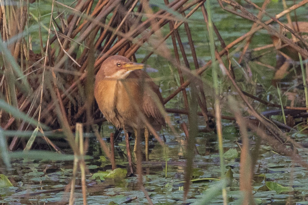 Cinnamon Bittern - Uday Agashe