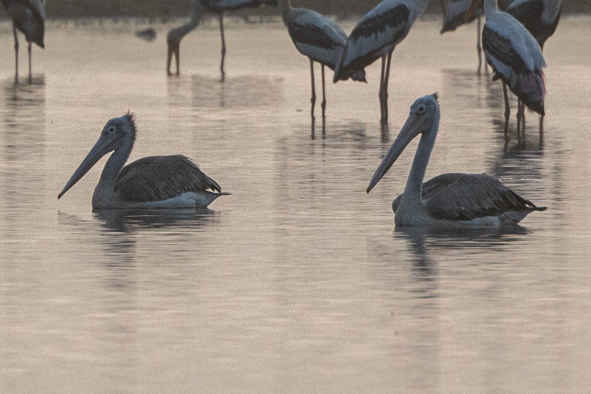 Spot-billed Pelican - ML571094281