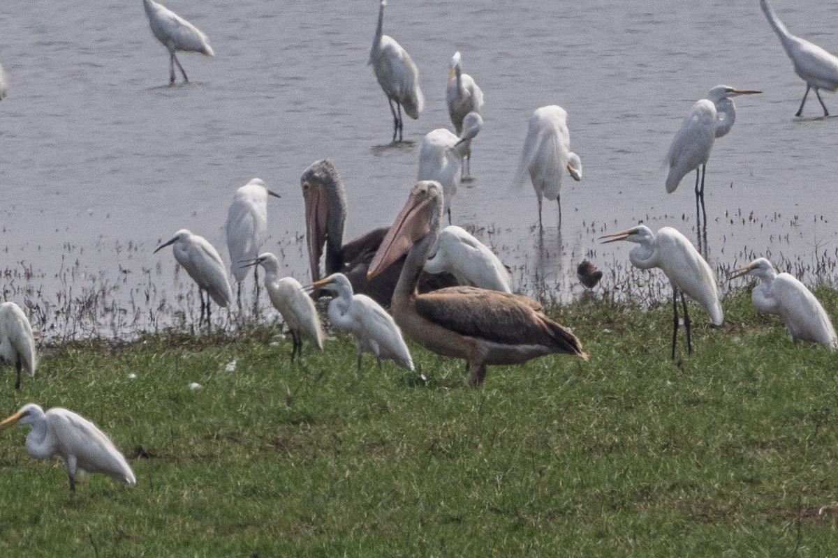 Spot-billed Pelican - ML571094311