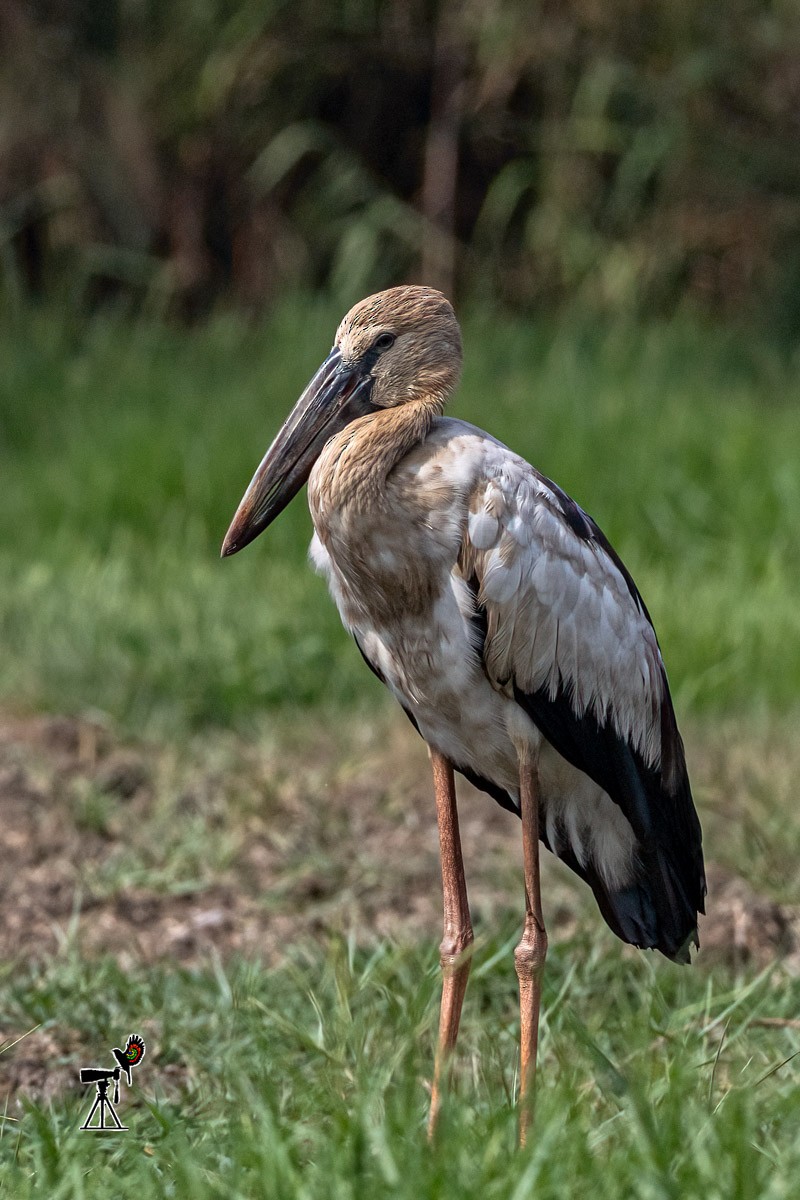 Asian Openbill - ML571094491