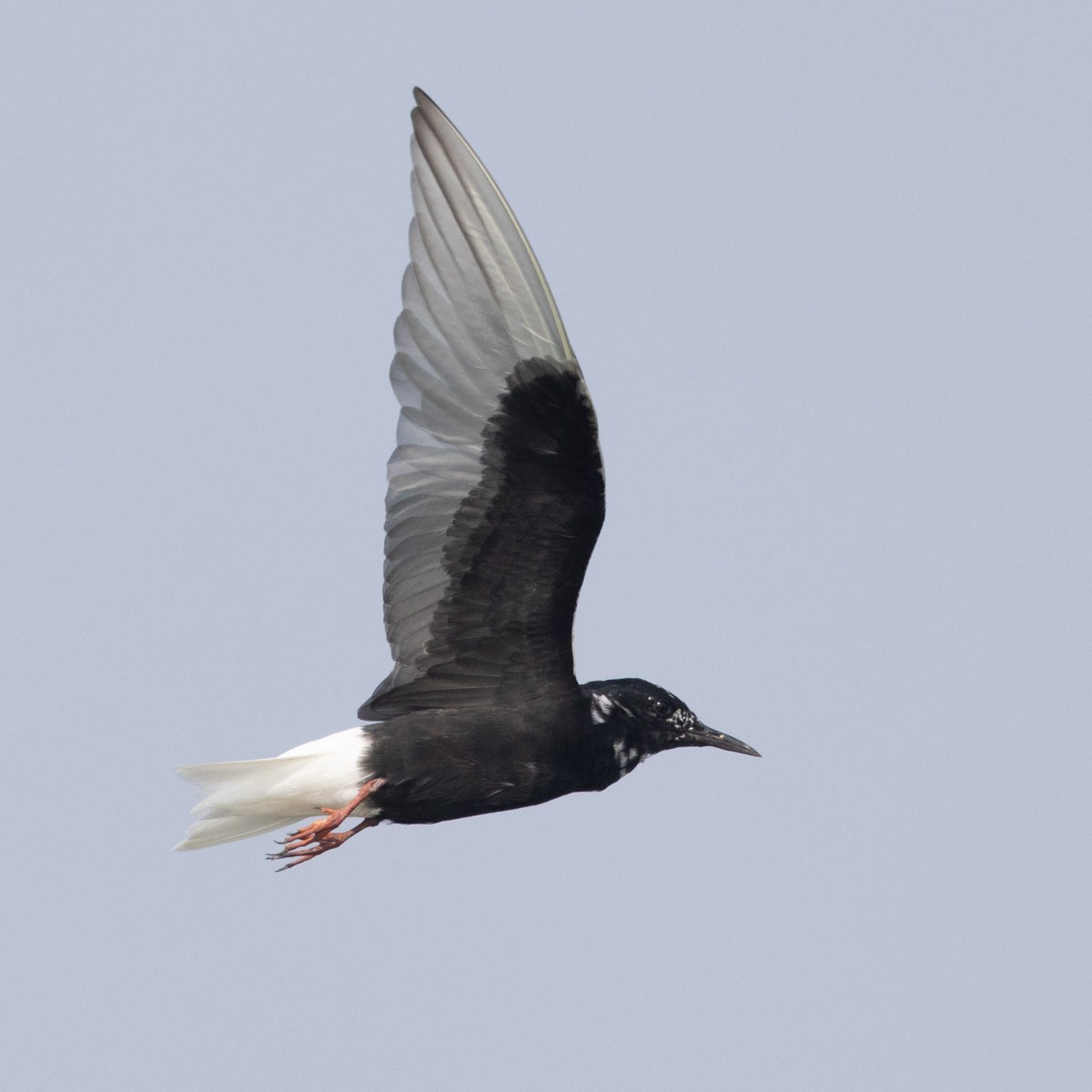 White-winged Tern - ML571094711