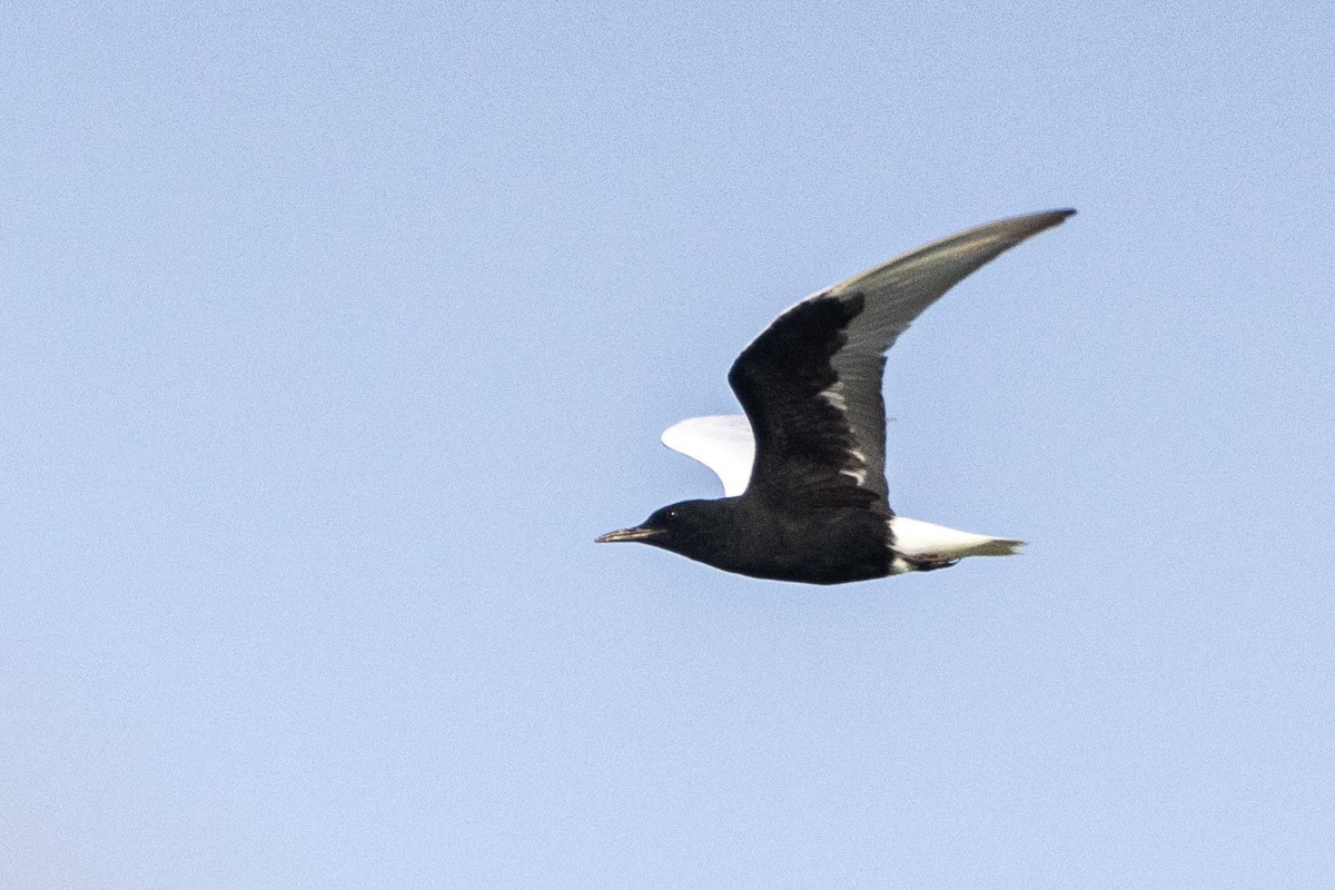 White-winged Tern - ML571094721