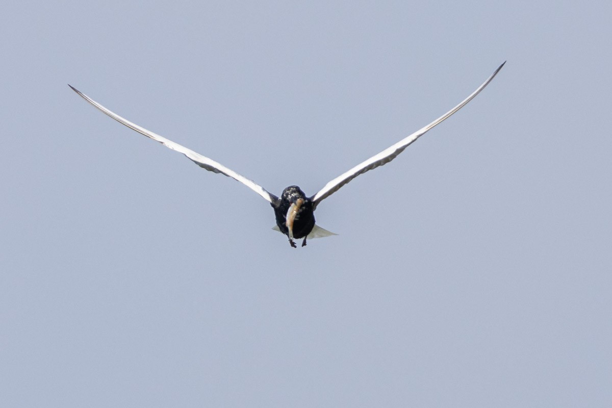 White-winged Tern - ML571094731
