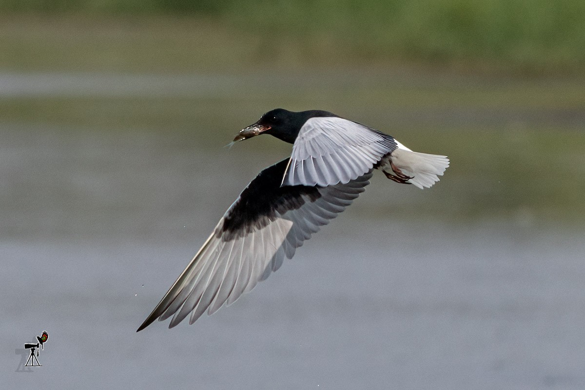 White-winged Tern - ML571094741