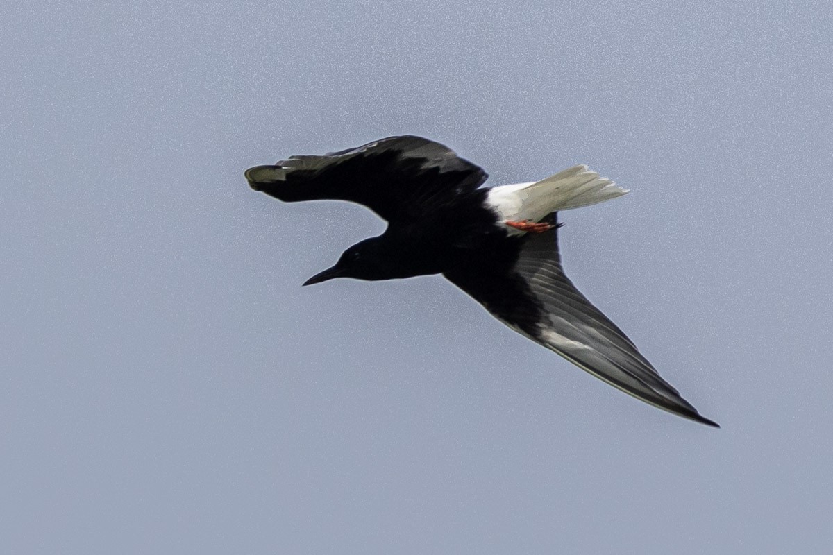 White-winged Tern - ML571094751