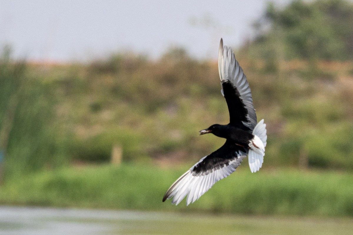 White-winged Tern - ML571094761