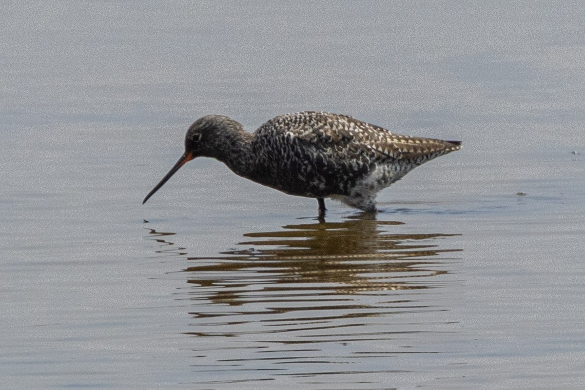 Spotted Redshank - ML571094851
