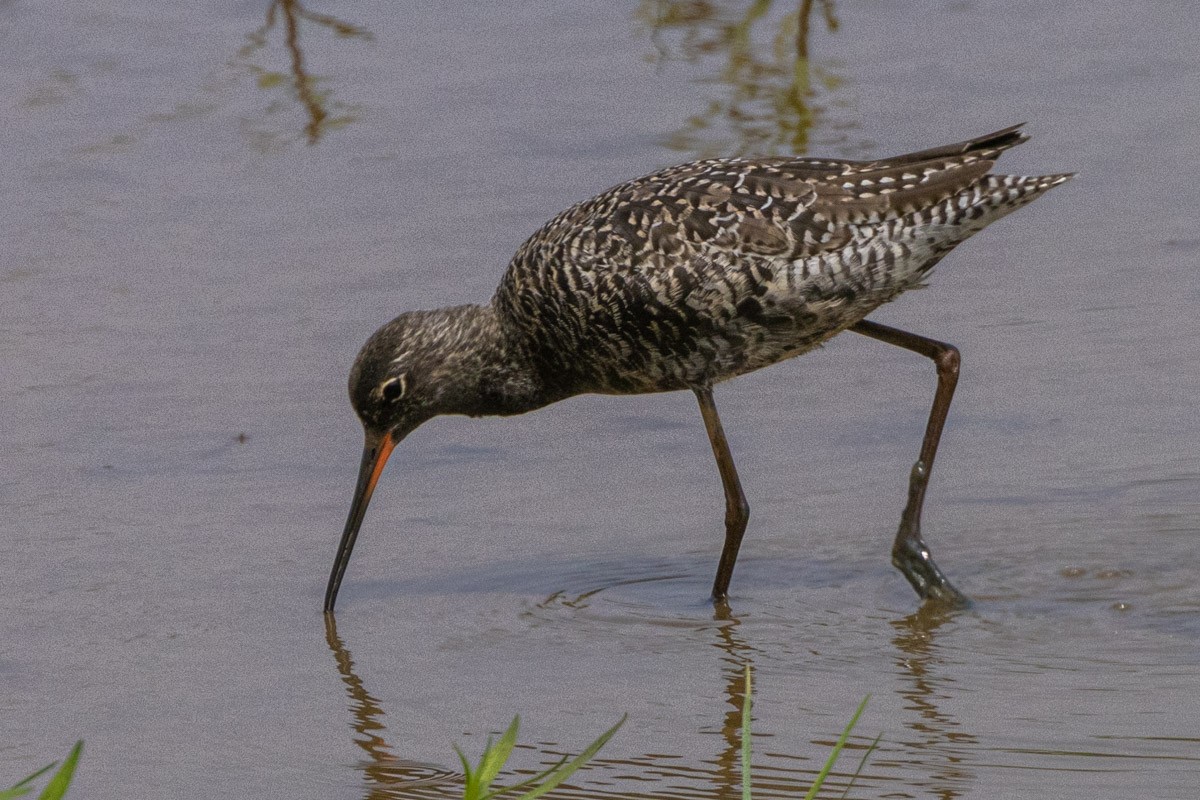 Spotted Redshank - ML571094861