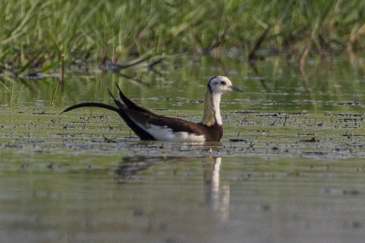 Pheasant-tailed Jacana - ML571094891