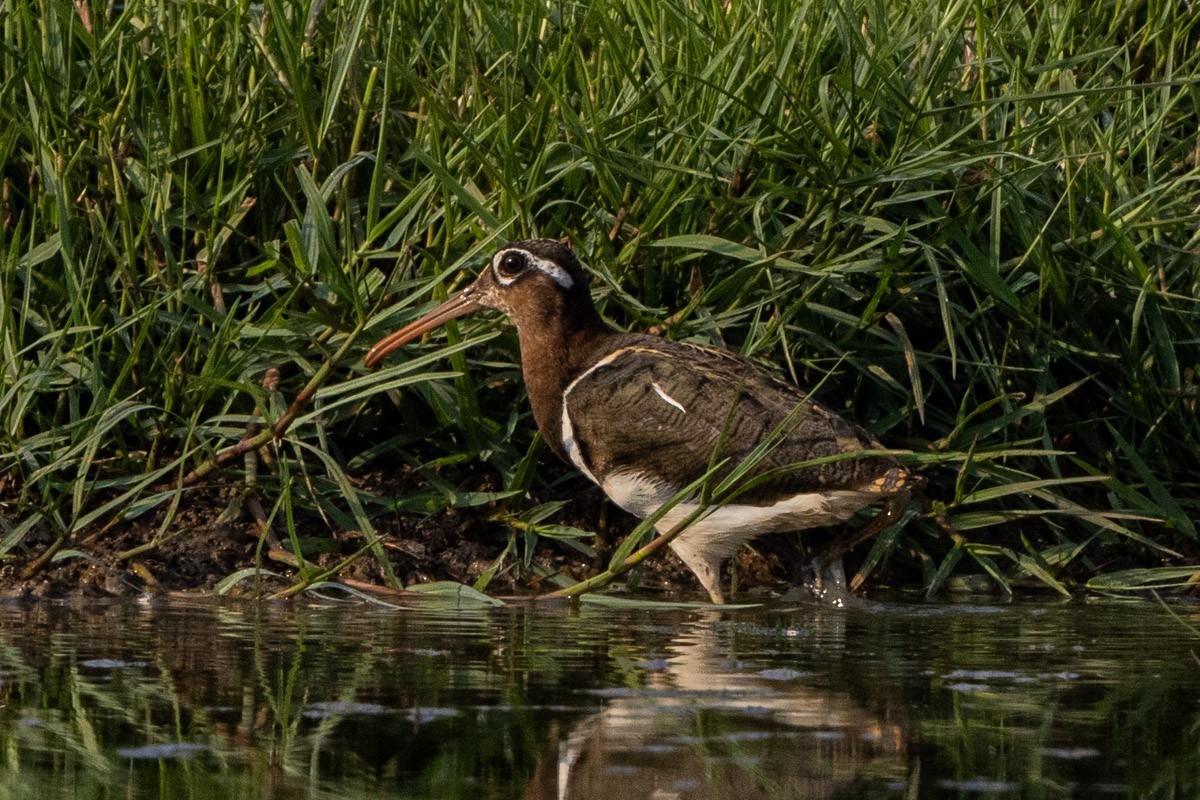 Greater Painted-Snipe - ML571094931
