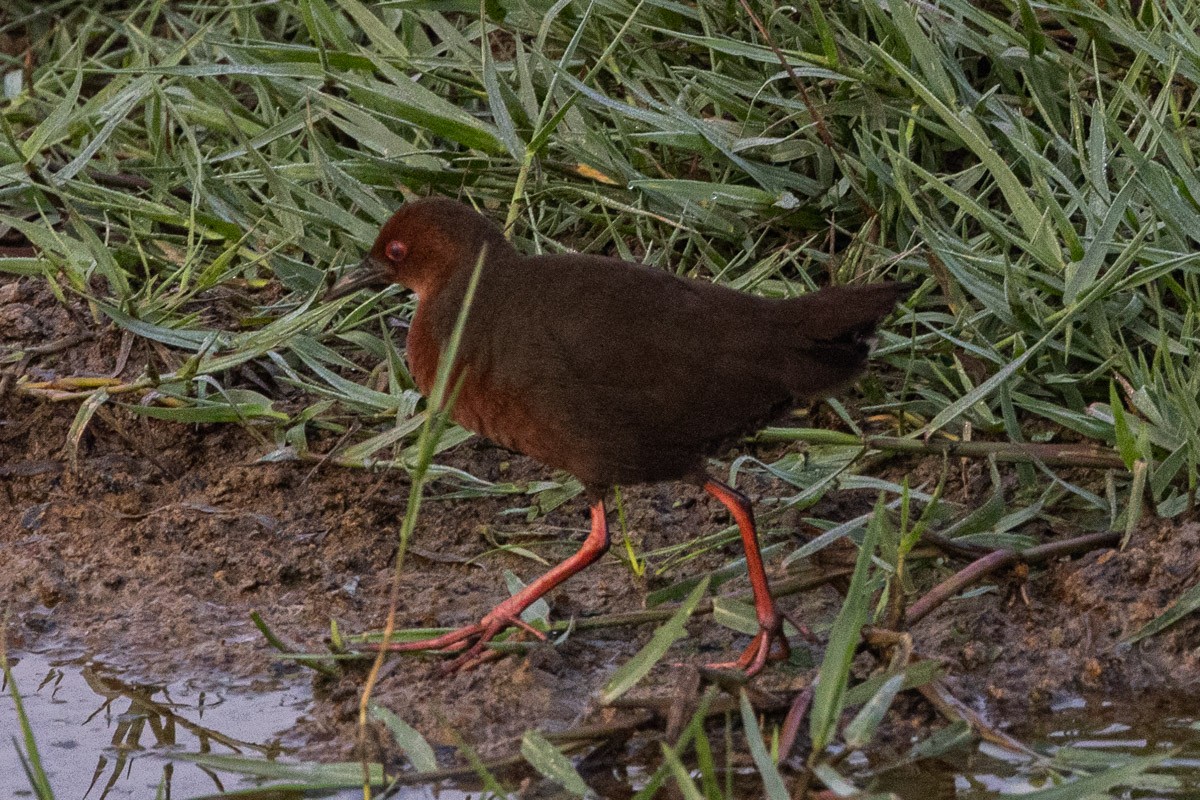 Ruddy-breasted Crake - ML571095071