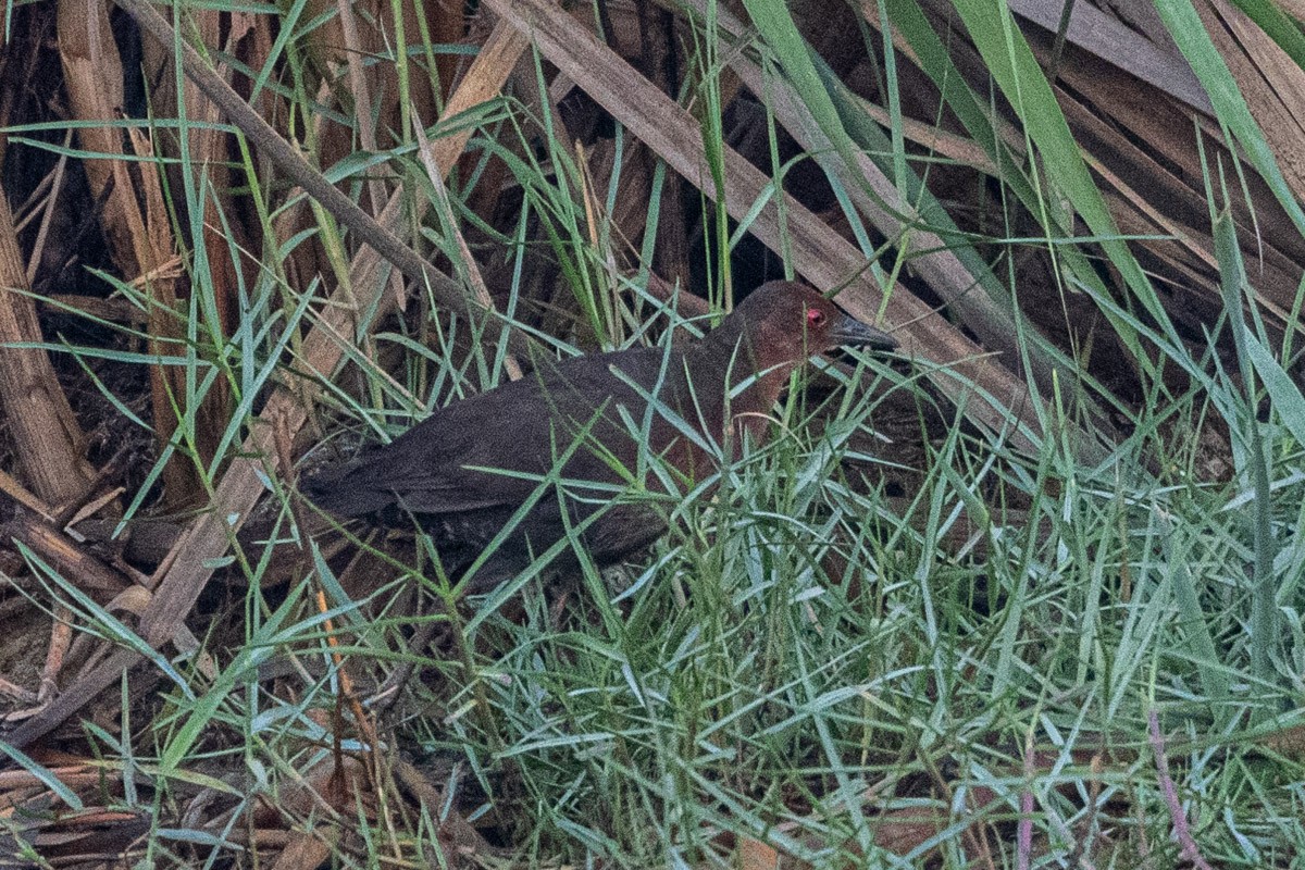 Ruddy-breasted Crake - ML571095081