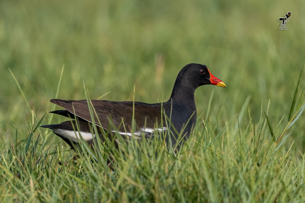 Gallinule poule-d'eau - ML571095131