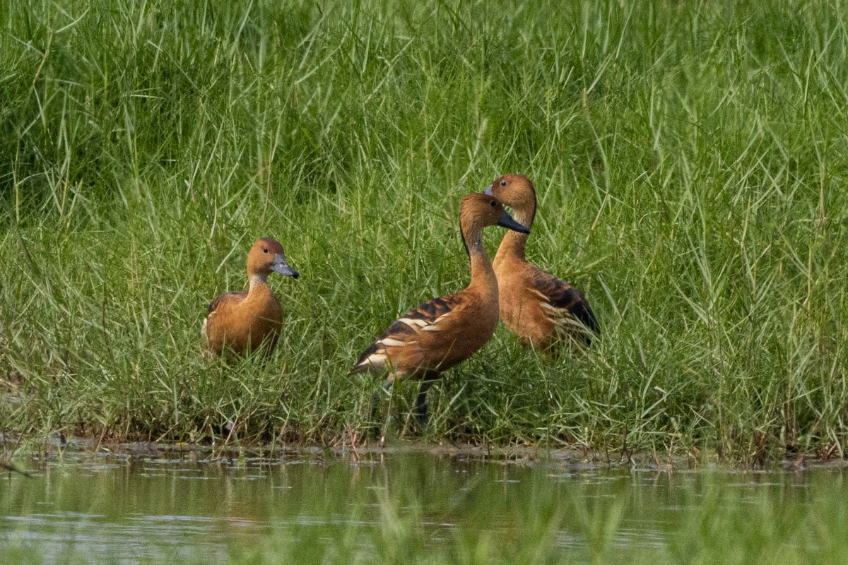 Fulvous Whistling-Duck - Uday Agashe