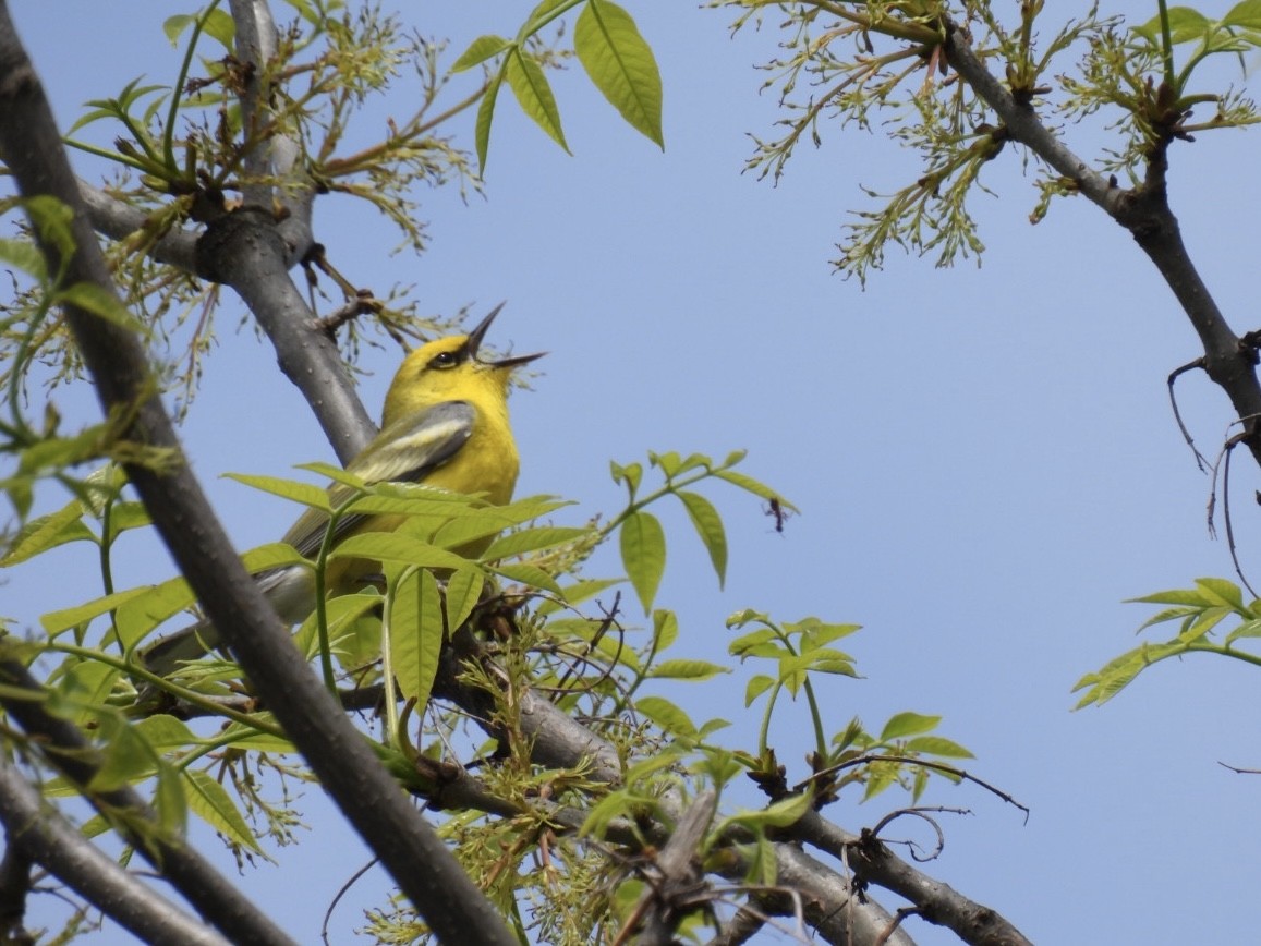 Blauflügel-Waldsänger - ML571095571