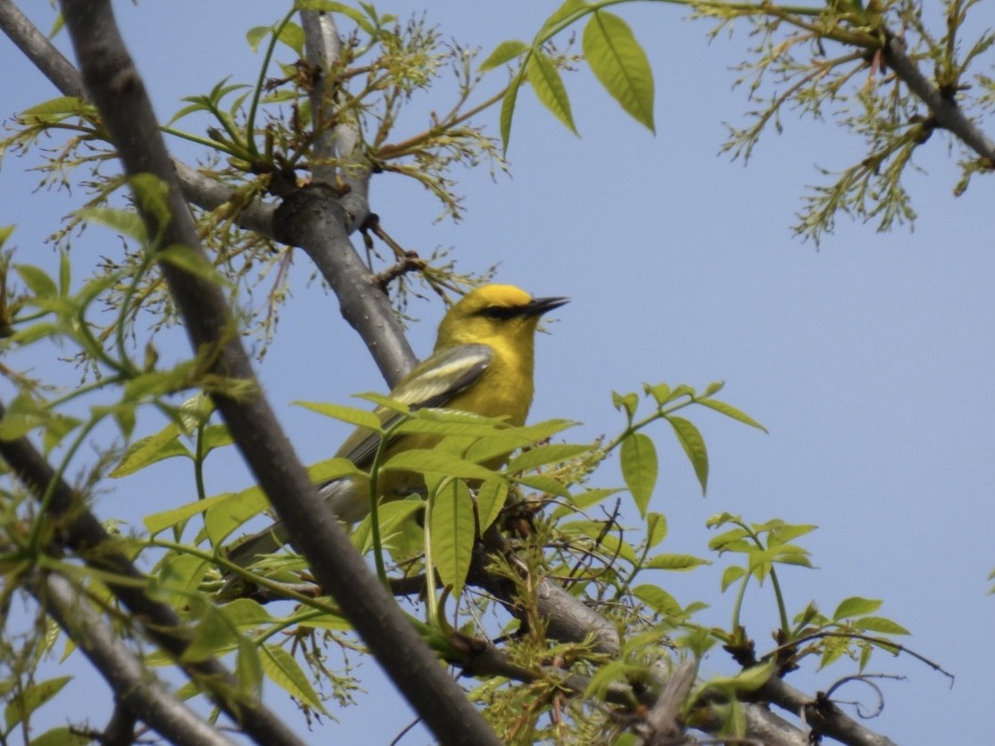 Blue-winged Warbler - Vikki Jones