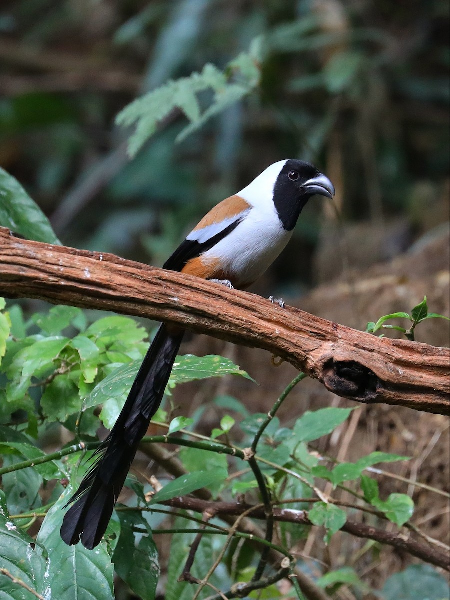 Collared Treepie - ML571095661