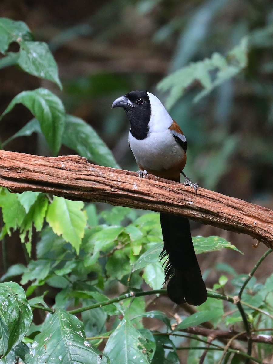 Collared Treepie - ML571095681