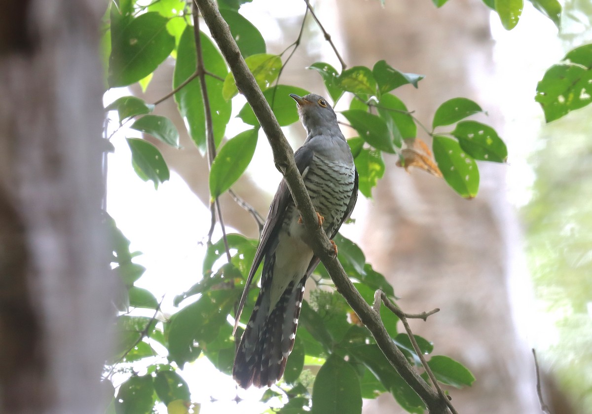 Oriental Cuckoo - ML571096861