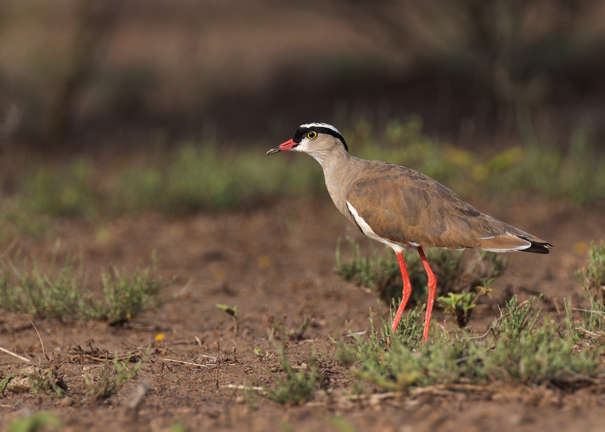 Crowned Lapwing - ML571097101
