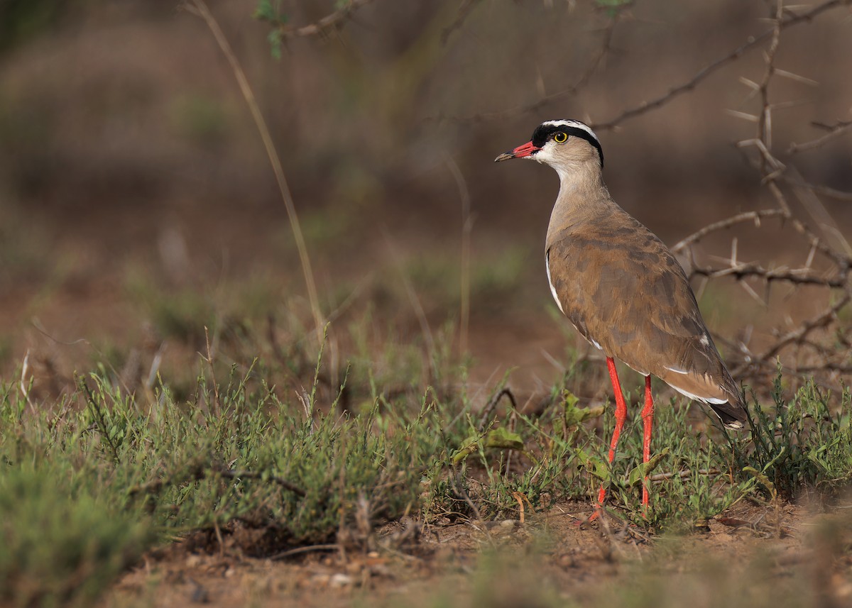 Crowned Lapwing - ML571097111