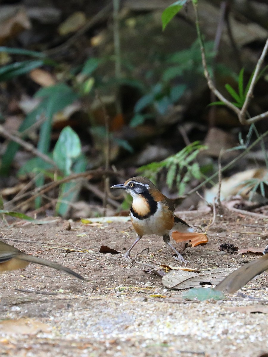 Lesser Necklaced Laughingthrush - ML571097411