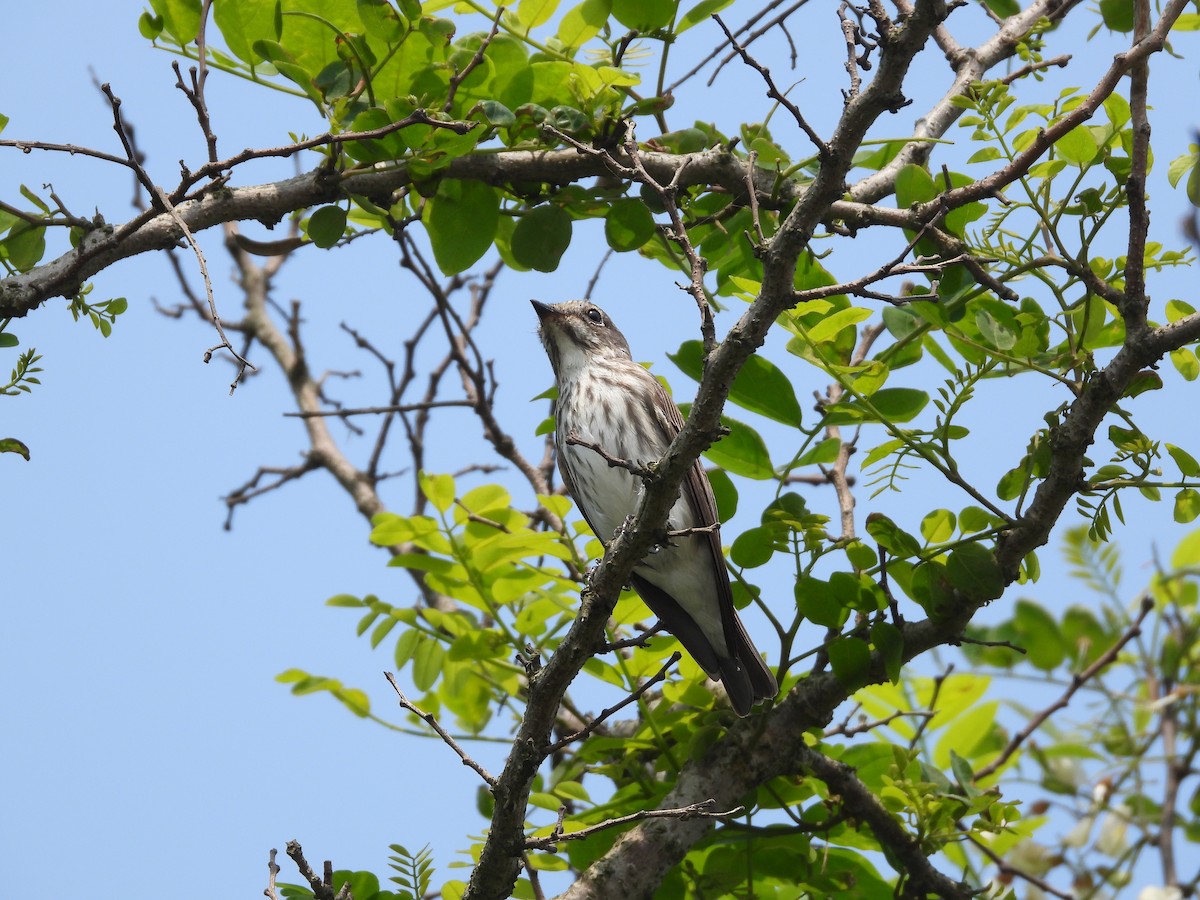 Gray-streaked Flycatcher - ML571097601