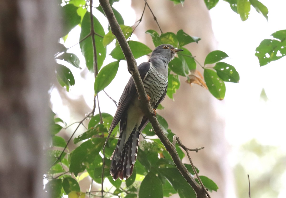 Oriental Cuckoo - ML571098051