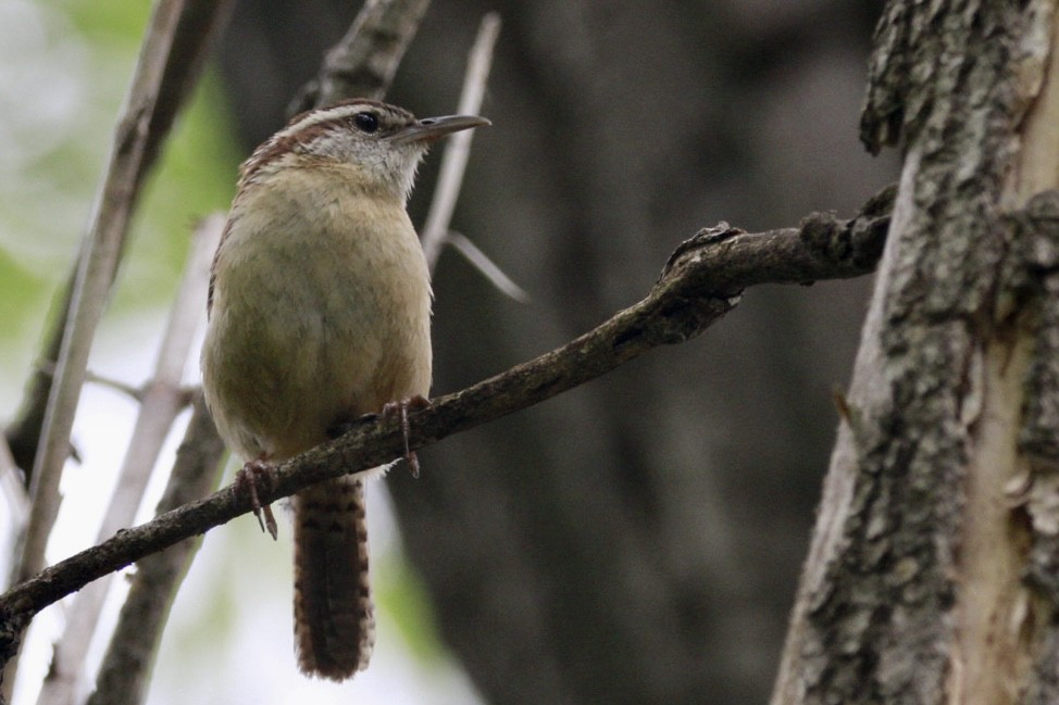 Carolina Wren - ML571098701
