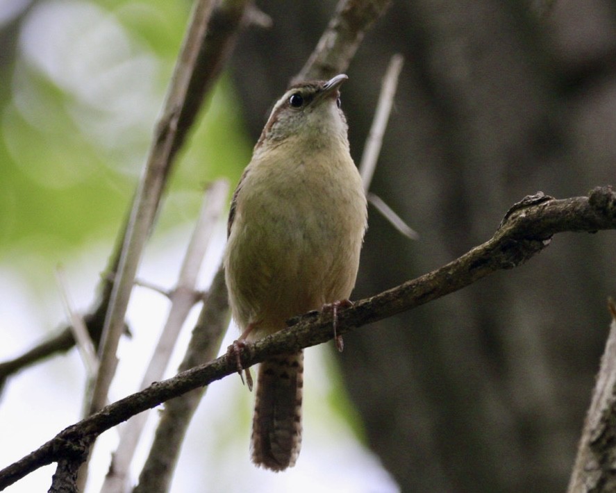 Carolina Wren - ML571098711