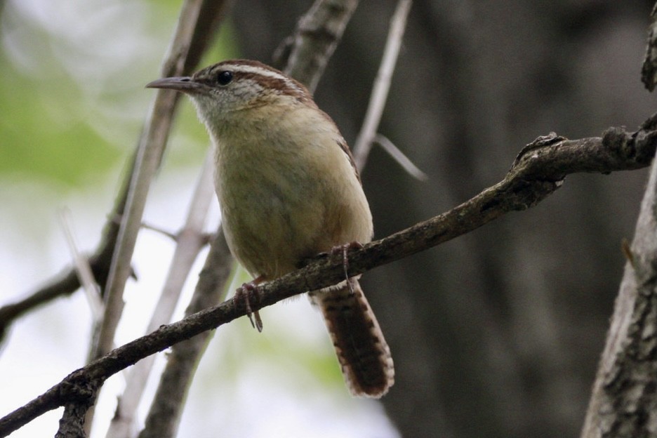 Carolina Wren - ML571098721