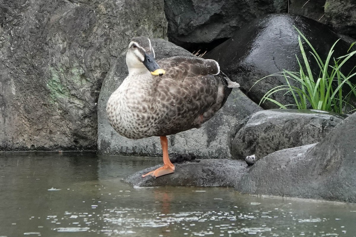 Eastern Spot-billed Duck - ML571100351