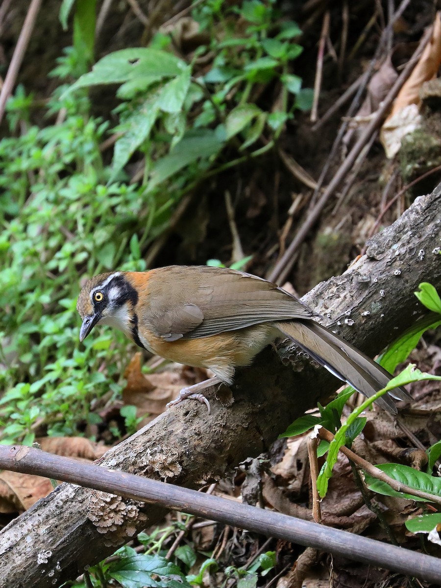 Lesser Necklaced Laughingthrush - ML571100661
