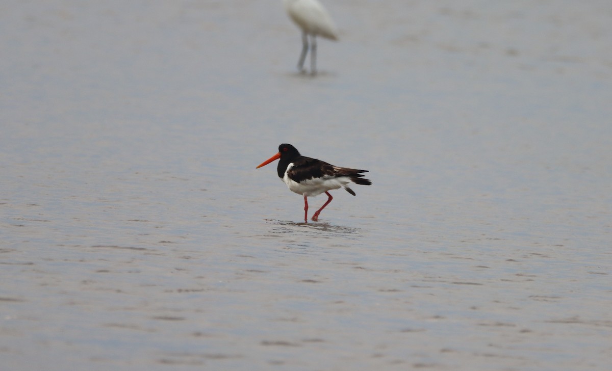 Eurasian Oystercatcher - ML571102551