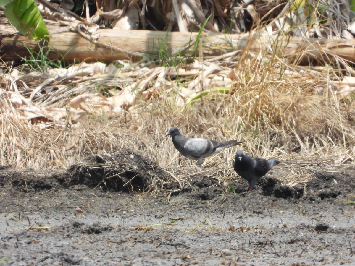 Rock Pigeon (Feral Pigeon) - Sunisa Saisangchan