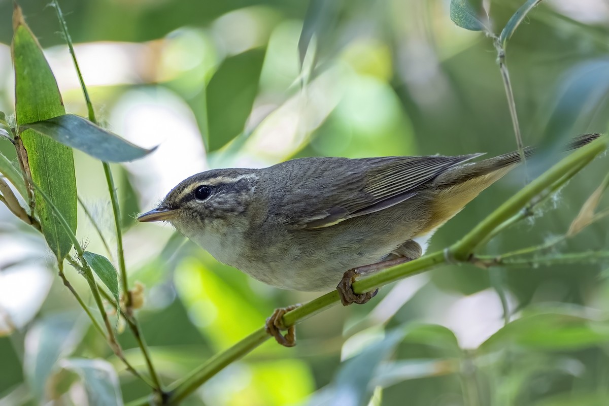 Radde's Warbler - Su Li