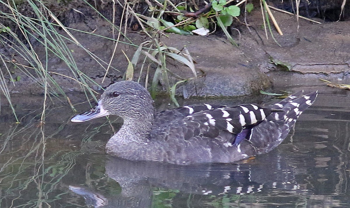 African Black Duck - ML571104321