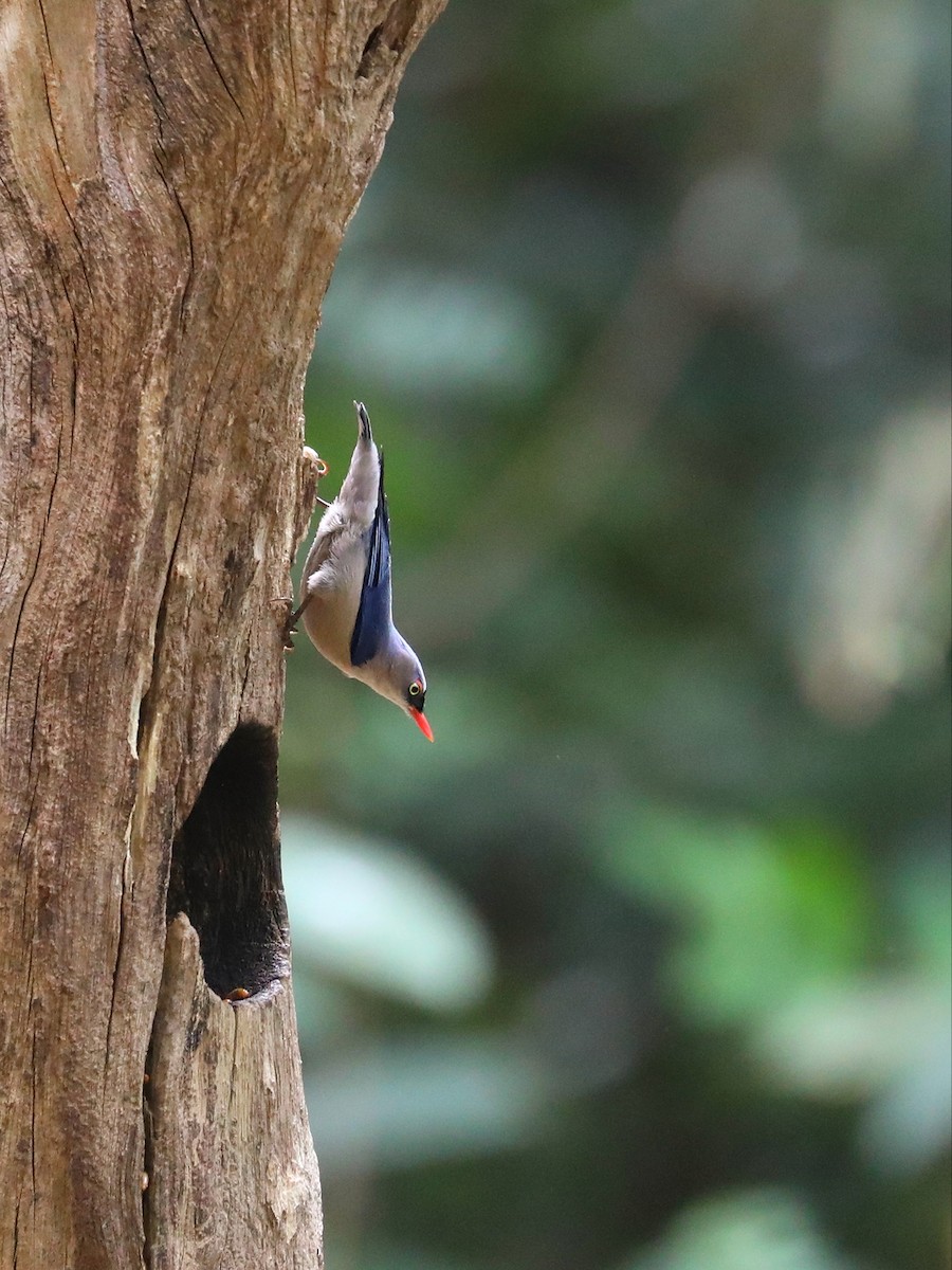 Velvet-fronted Nuthatch - ML571105051