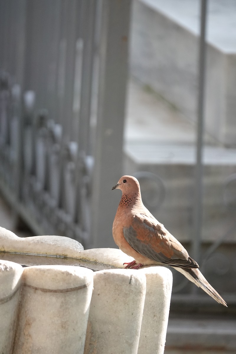 Laughing Dove - ML571106471