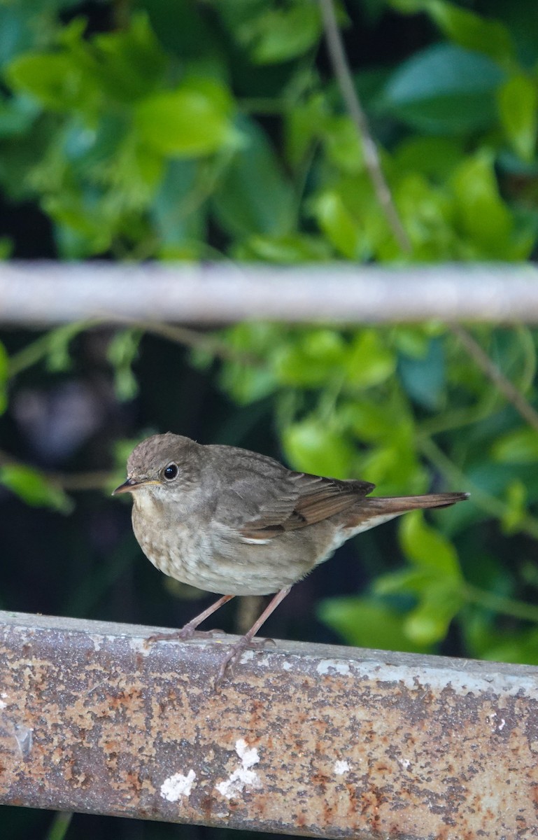 Thrush Nightingale - ML571106491