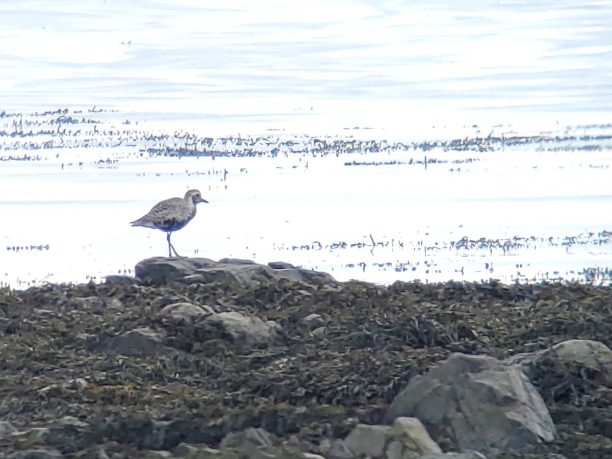 Black-bellied Plover - ML571107481