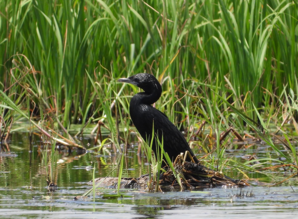 Little Cormorant - ML571107871