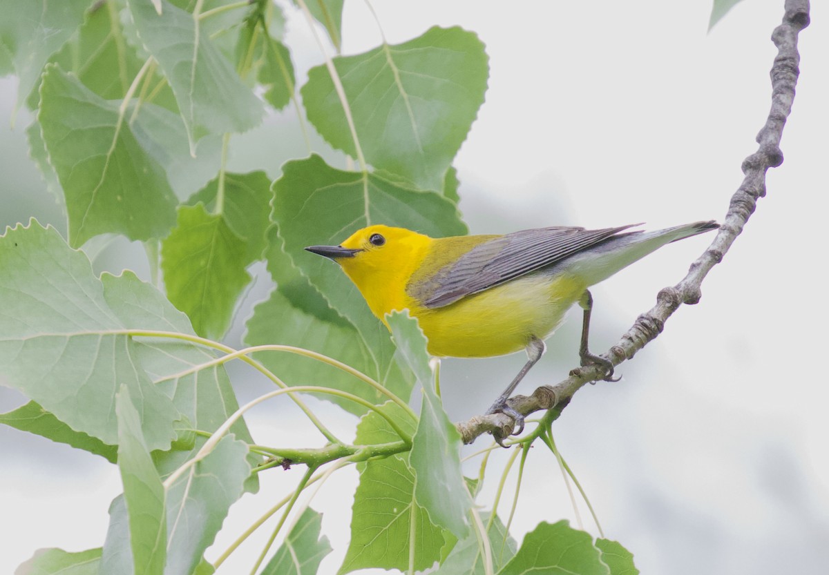 Prothonotary Warbler - Robert Dorman