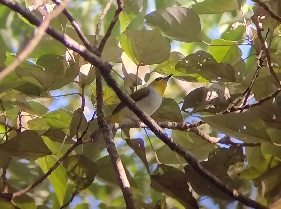 Black-ringed White-eye - ML571110361