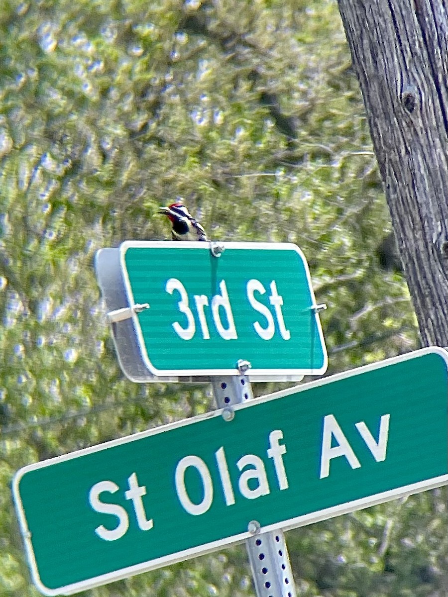 Yellow-bellied Sapsucker - ML571110771