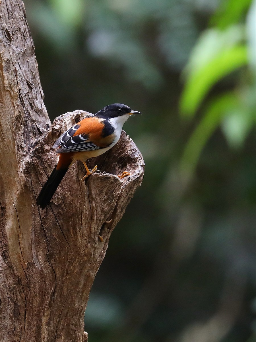 Rufous-backed Sibia - ML571110981