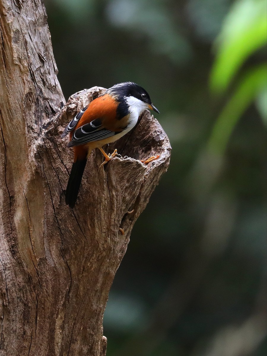 Rufous-backed Sibia - ML571110991