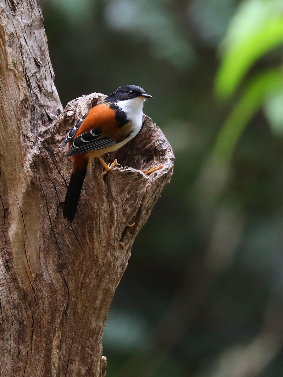 Rufous-backed Sibia - ML571111001