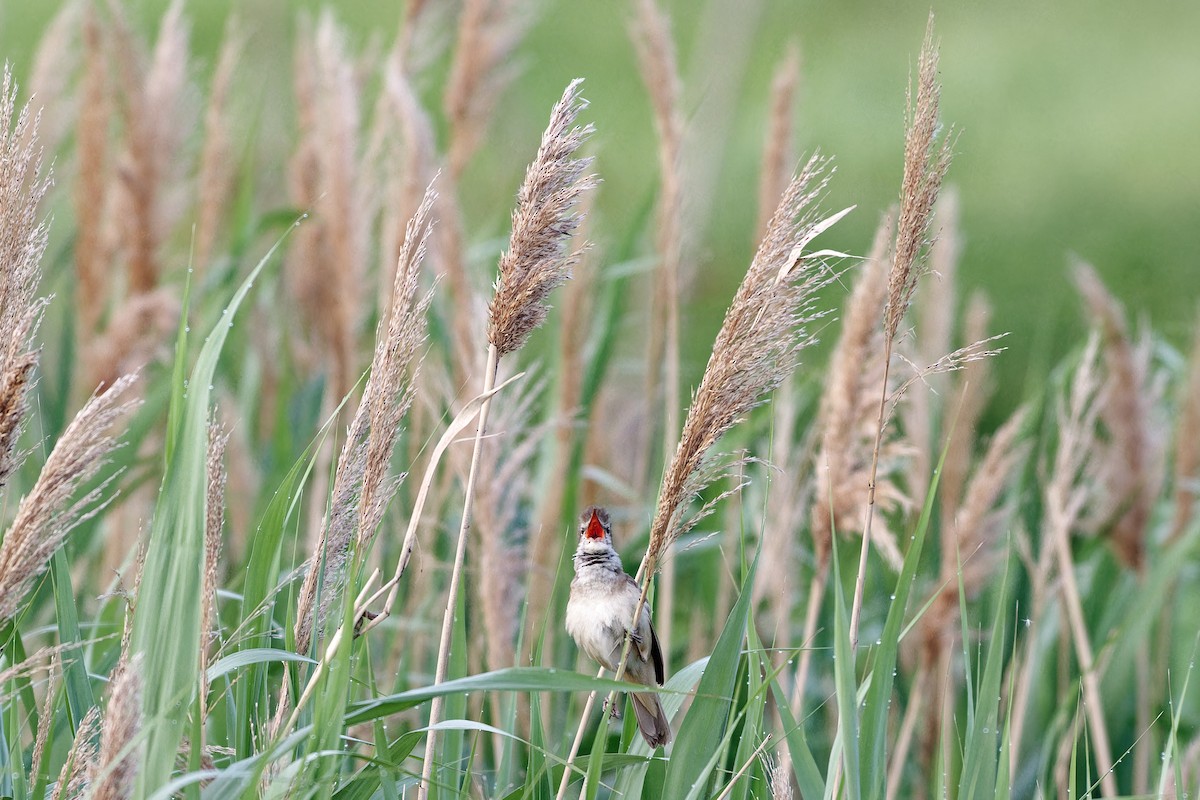 Great Reed Warbler - ML571111281