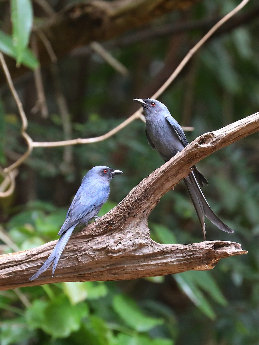 Ashy Drongo - Matthias Alberti